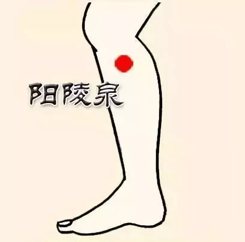 陽陵泉.png